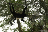 Howler Monkey, Manuel Antonio 4