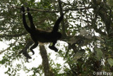 Howler Monkey,  Manuel Antonio   4