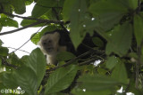 White Faced Capuchin Monkey, Manuel Antonio 8