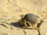 Hermit Crab, Granito de Oro 3