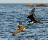 Frigate Bird stealing from a Brown Booby, Bona Island 1