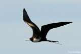 Maginficent Frigate Bird,  Bona & Otoque Islands   1