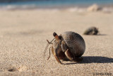 Hermit Crabs, Granito de Oro  2