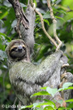 3 Toed Sloth,  Manuel Antonio National Park  1