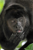 Howler Monkey,  Manuel Antonio Ntl Park  3