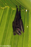 Tent Bat, Casa Orquideas 1