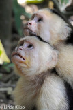 White Face Capuchin Monkey, Manuel Antonio 11