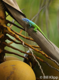 Blue Headed Anole,  Varadero  1