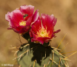 Prickly Pear Flower 1