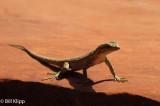 Lizard 1