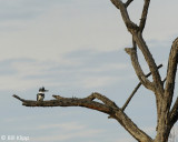 Belted Kingfisher  2