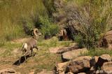 Big Horn Sheep  2