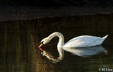 Swan  4