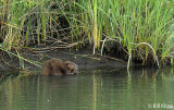 Beaver 7