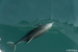 Bottlenose Dolphins   10