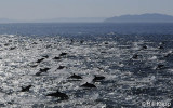 Long Beaked Common Dolphins  10