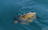 Sea Turtle   1