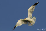 Gull 1