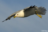 Gull 2