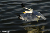 Gull 3
