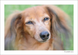 Abby, the longhaired dachshund