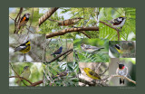 Migratory Birds, South Padre Island