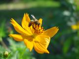 sun bee