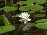 Waterlily