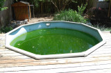 Pool before cleaning   -  