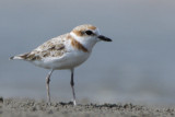 332 ::Malaysian Plover::