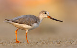 Bird Species (577)
