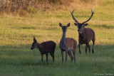 chambord09.jpg