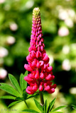 Lupine