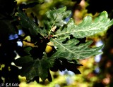 Oak tree..