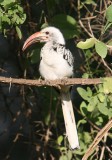 hornbill samburu