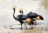 grey crowned cranes