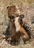 leopard kill