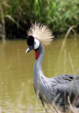 grey crowned crane