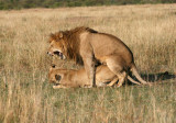 mating lion 1209.jpg