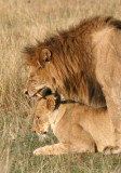 mating lion 1208.jpg