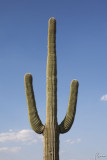 Cactusssss
