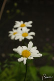 Daisy