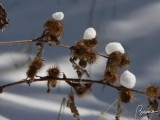 Winter flowers