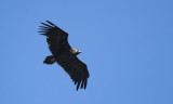 Monniksgier/Black Vulture