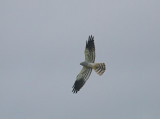 Grauwe Kiekendief/Montague Harrier