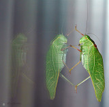 Grasshopper dual reflections