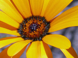 Wildflowers Rossmoor Parkway.jpg