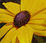 Daisy type flower