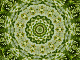 Kaleidoscope: Succulent Green