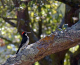 Woodpecker